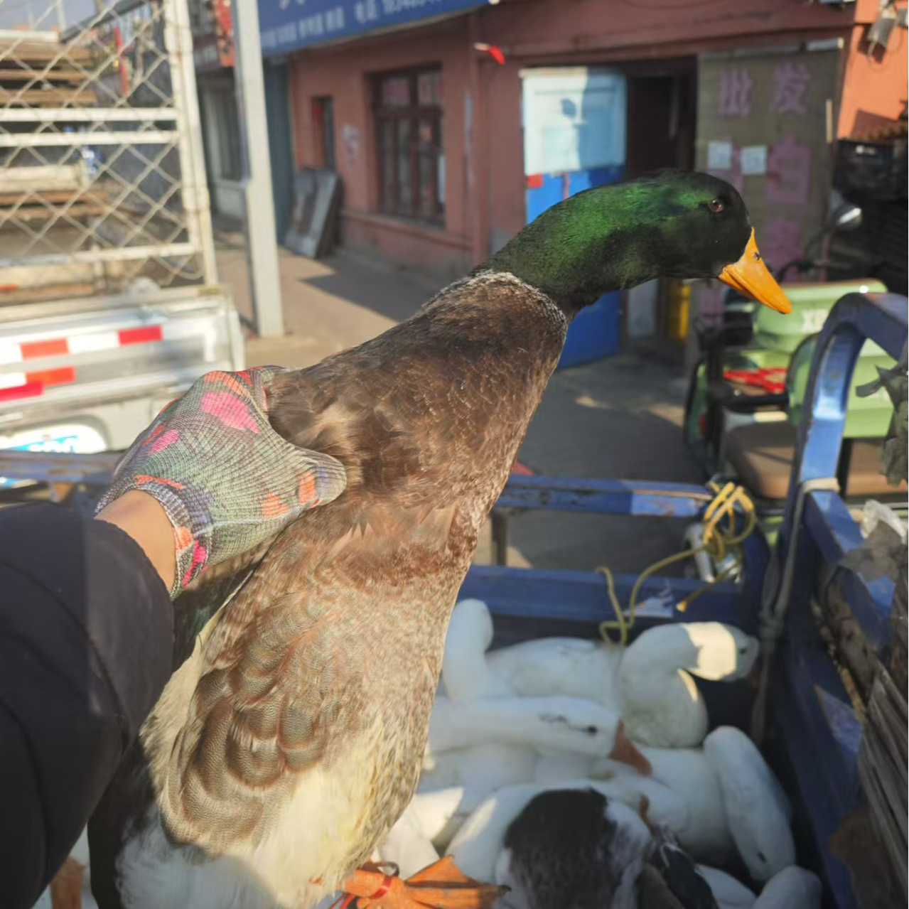 河边土鸭吃鱼吃虾自然放养笨鸭子顺丰包邮双城远离污染
