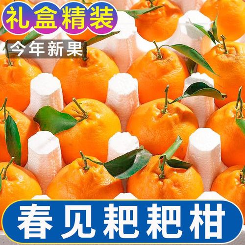 四川春见耙耙柑橘子正宗粑粑柑新鲜水果柑橘并非丑橘丑桔丑八怪甜