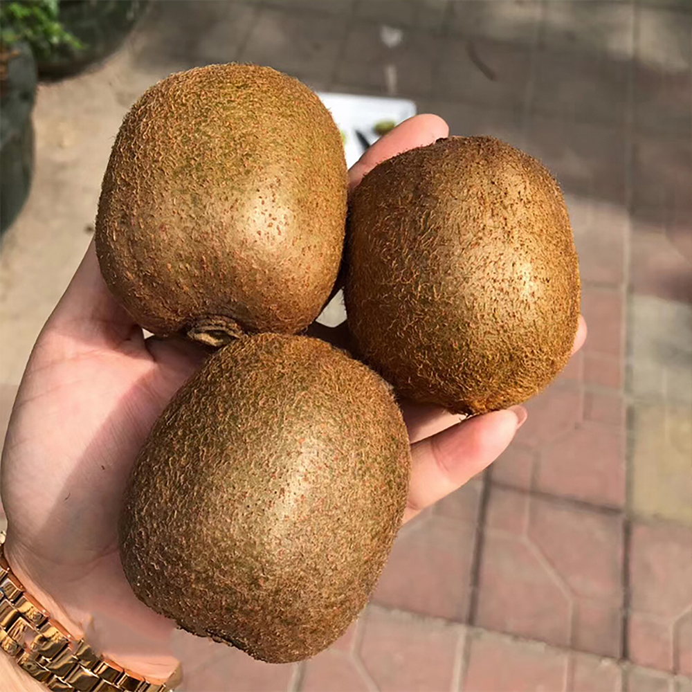盒马树上熟 有机绿心猕猴桃 4-6粒装 480g