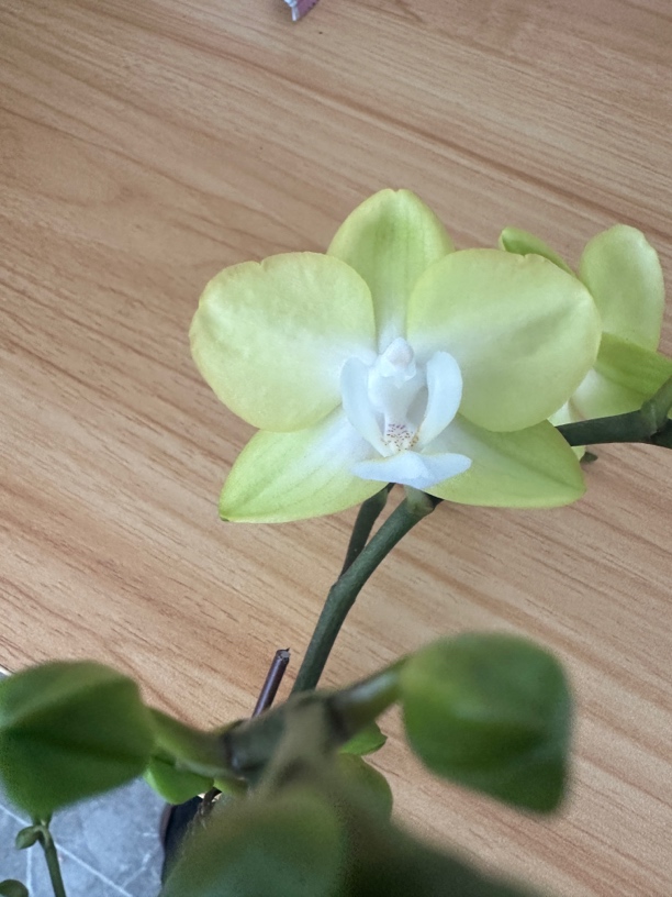 鲜花《薄荷糖》迷你蝴蝶兰（拍5颗配篮子）