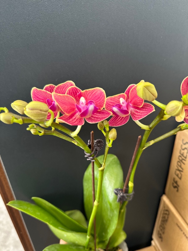 鲜花《如意》迷你蝴蝶兰（配树脂盆）