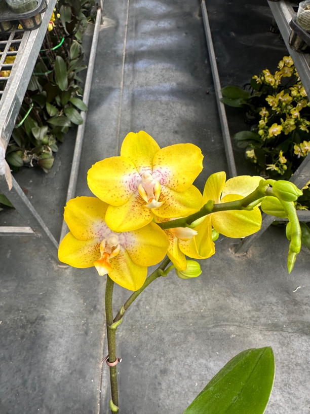 鲜花《阿雷佐》蝴蝶兰（拍5颗配篮子）