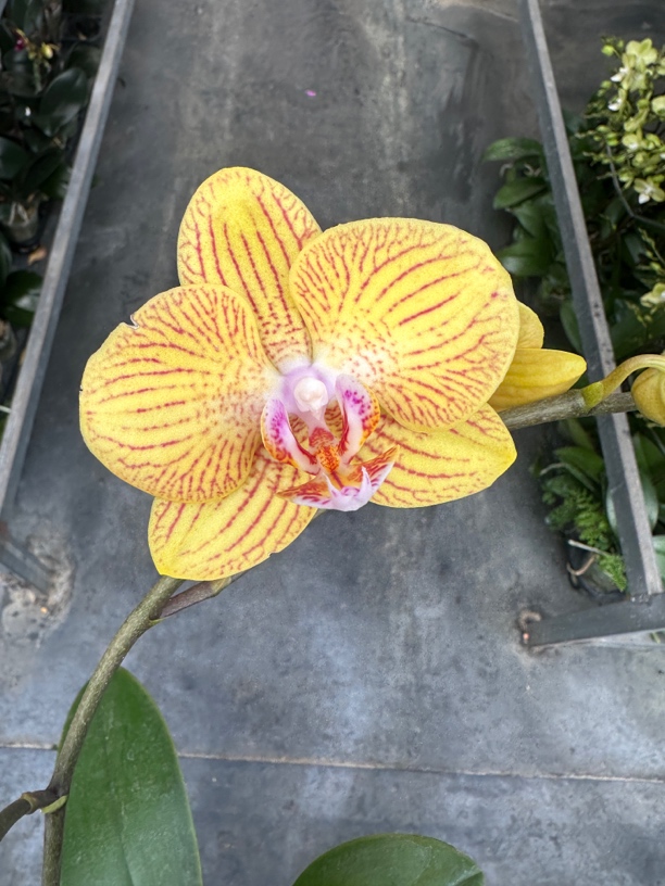 鲜花《香菠萝》蝴蝶兰（拍5颗配篮子）