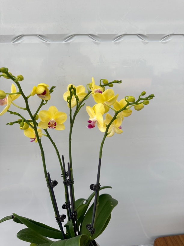 鲜花《金马》蝴蝶兰（配树脂盆