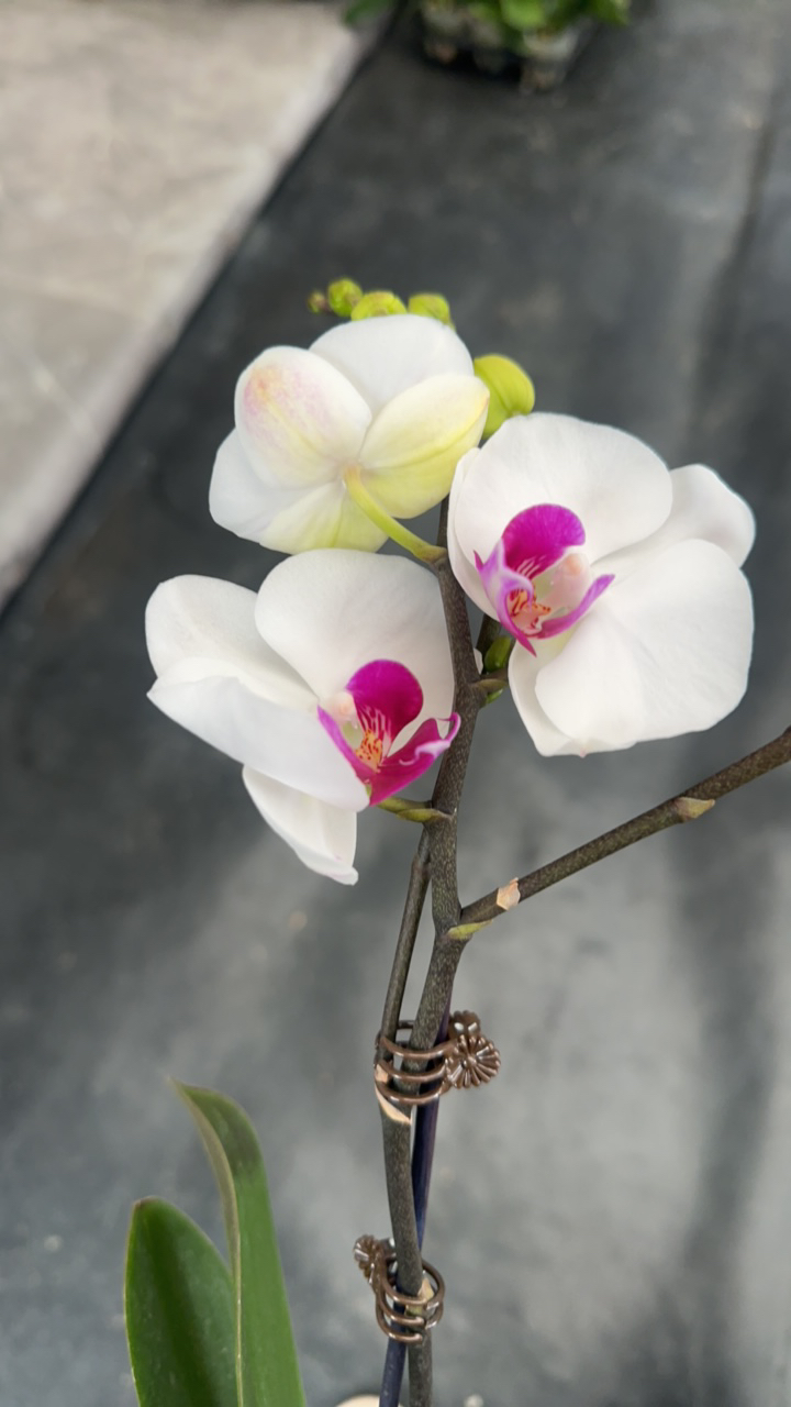 鲜花《雪玉》蝴蝶兰（拍5颗配篮子）
