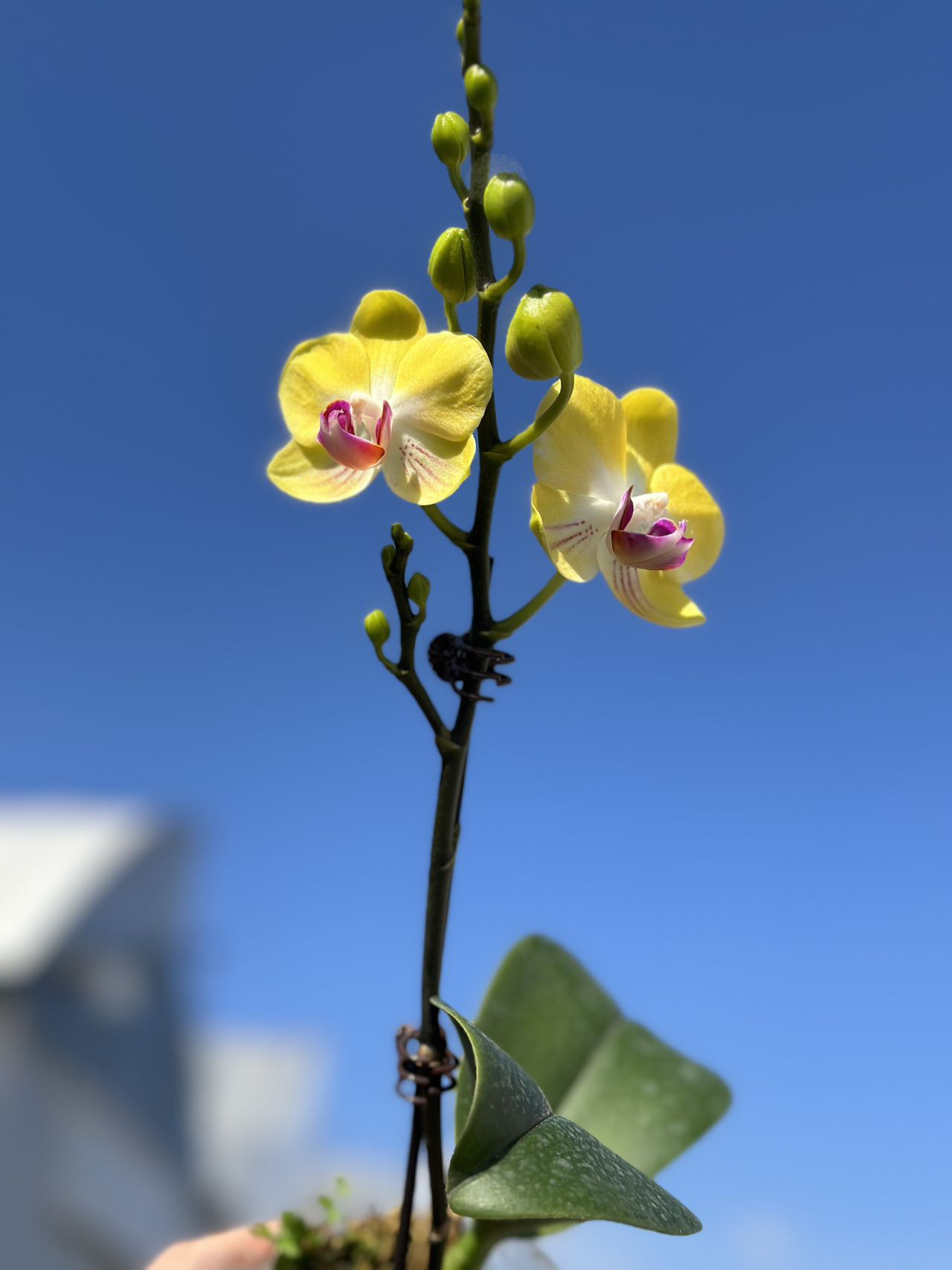 鲜花《小金币》迷你蝴蝶兰（配树脂盆）