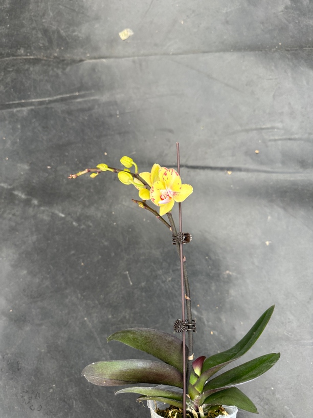 鲜花《金凤凰》迷你蝴蝶兰（拍5颗配篮子）