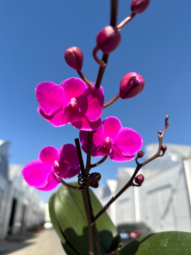 鲜花蝴蝶兰【满天红】拍5棵以上配手工蓝