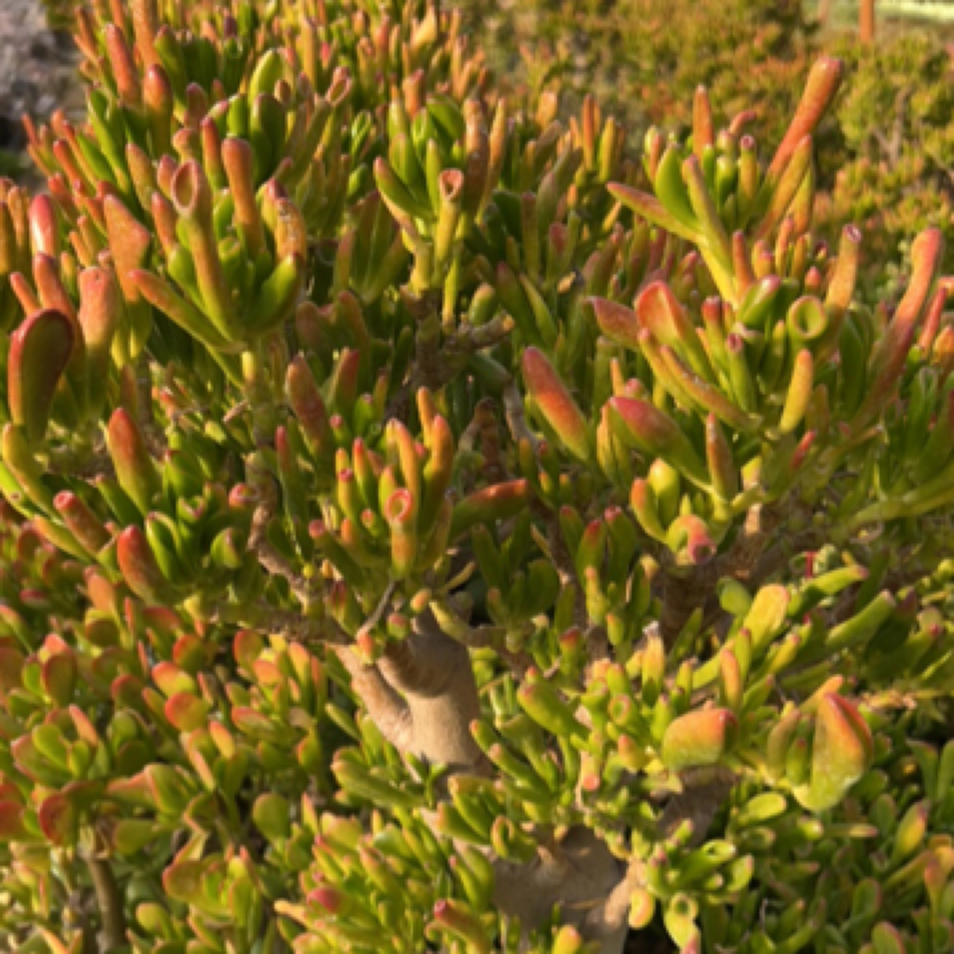 吸财树老桩多肉(直播链接)