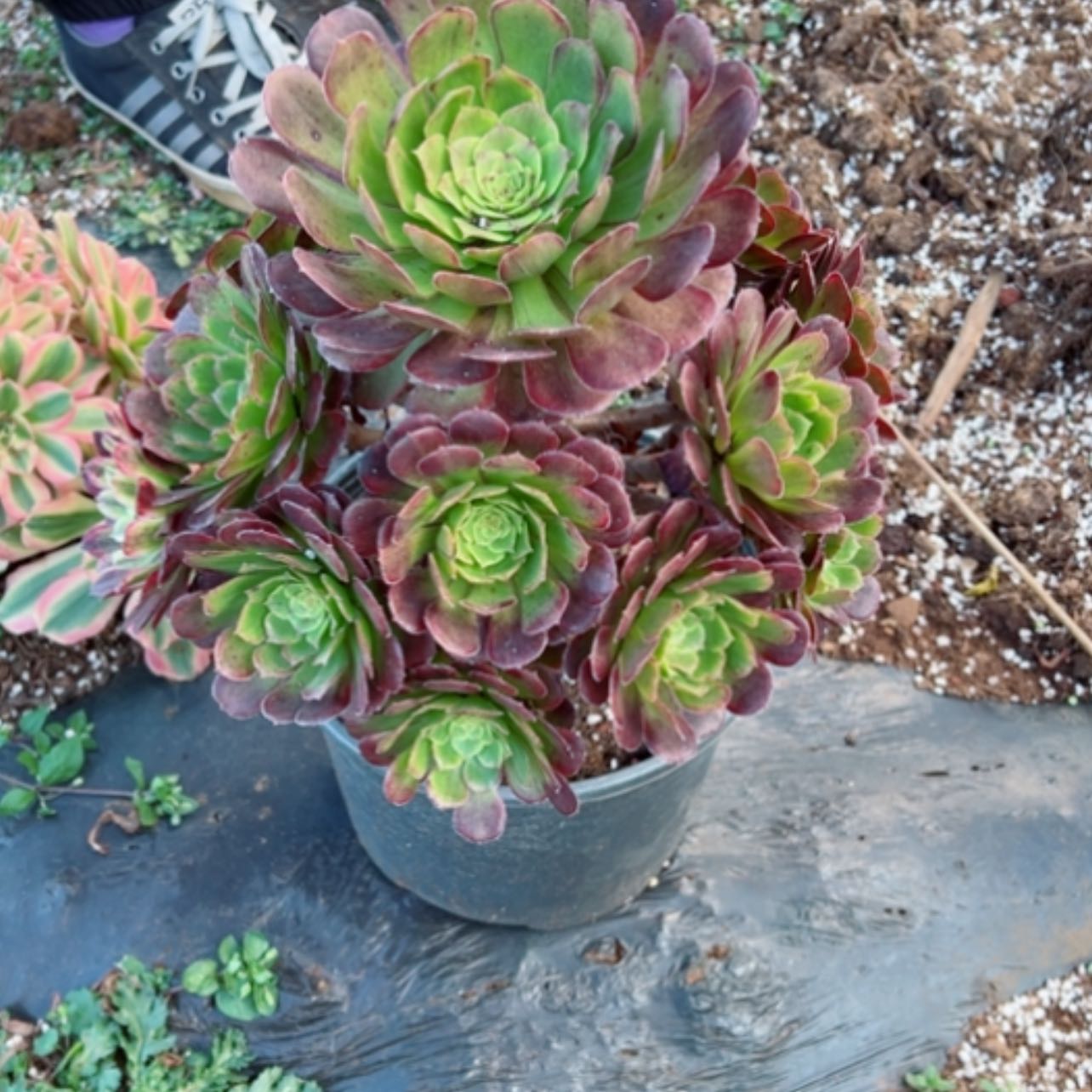 【闪购商品】黑天使露养捧花