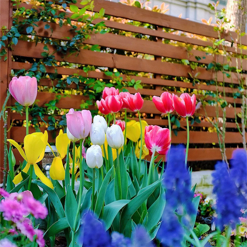 混色5度球（单重瓣，花边）郁金香荷兰进口种球室内阳台盆栽水培