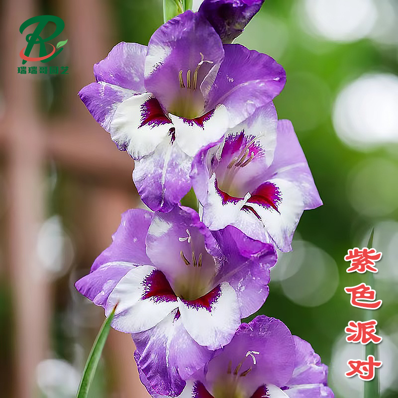 到手5颗【紫色派对】剑兰荷兰进口种球室内阳台庭院兰花盆栽花卉