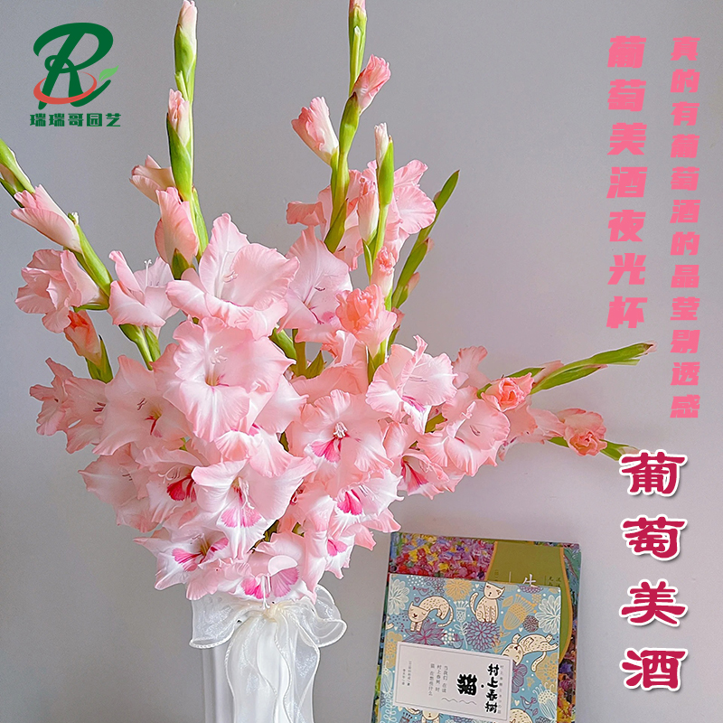 5颗【葡萄美酒】剑兰唐菖蒲荷兰进口种球室内阳台庭院兰花盆栽花卉