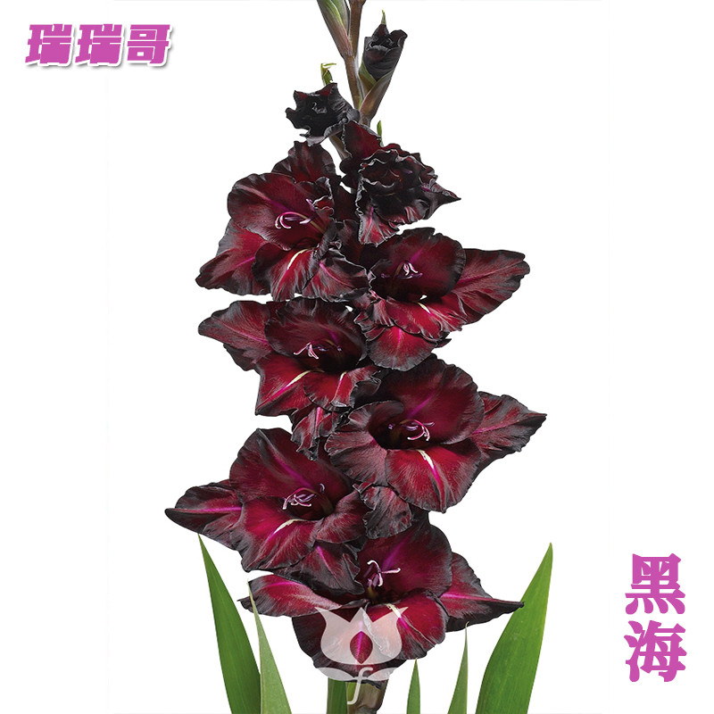 30颗【黑海】唐菖蒲剑兰种球荷兰进口花卉室内庭院绿植四季盆栽室外