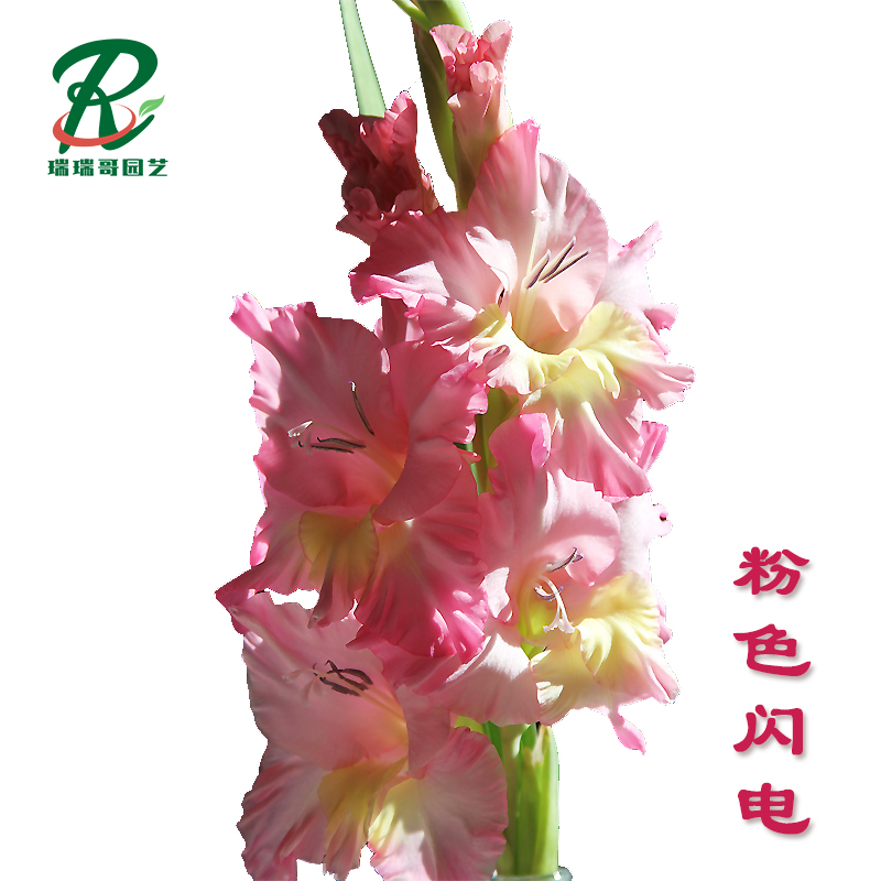 5棵【粉色闪电】唐菖蒲剑兰荷兰进口种球室内阳台庭院兰花盆栽花卉
