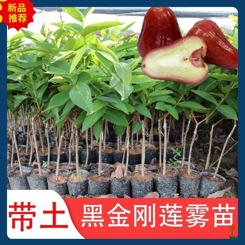 莲雾果树苗嫁接苗大叶红黑金刚莲雾苗黑珍珠巴掌红莲雾苗当年结果