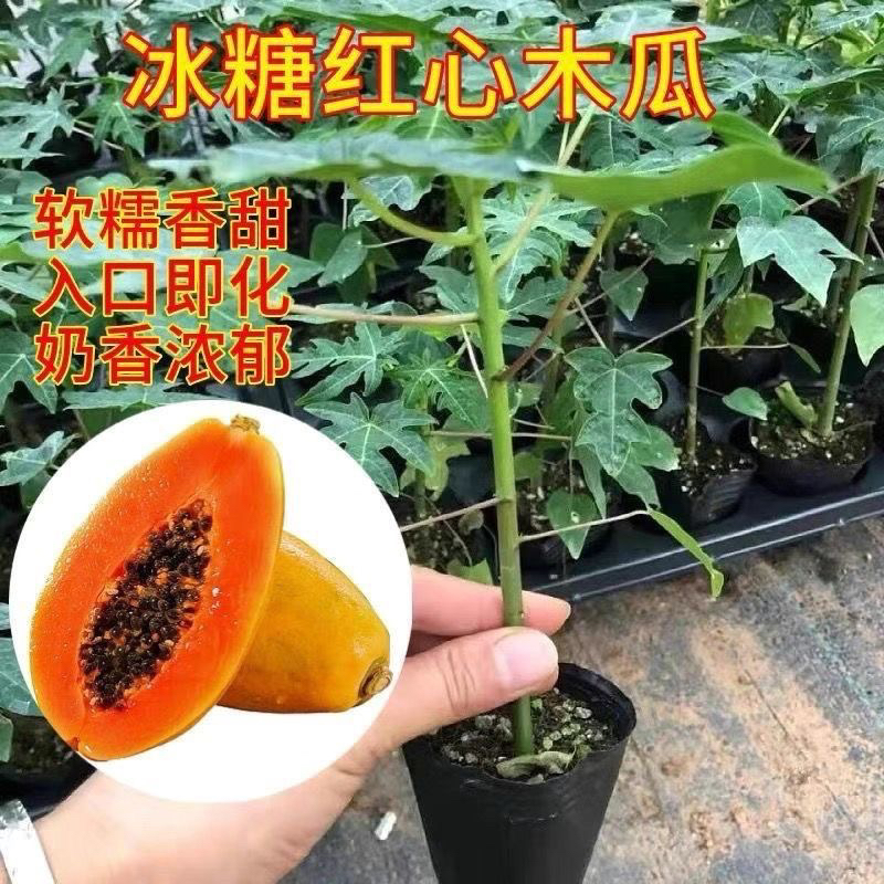 大青红肉水果木瓜苗冰糖矮木瓜苗矮化红心木瓜苗四季南方种植常绿