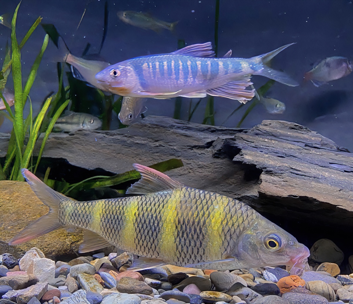 虹彩光唇鱼 原生鱼冷水鱼底层鱼翻沙啃藻工具鱼饲养发货活体