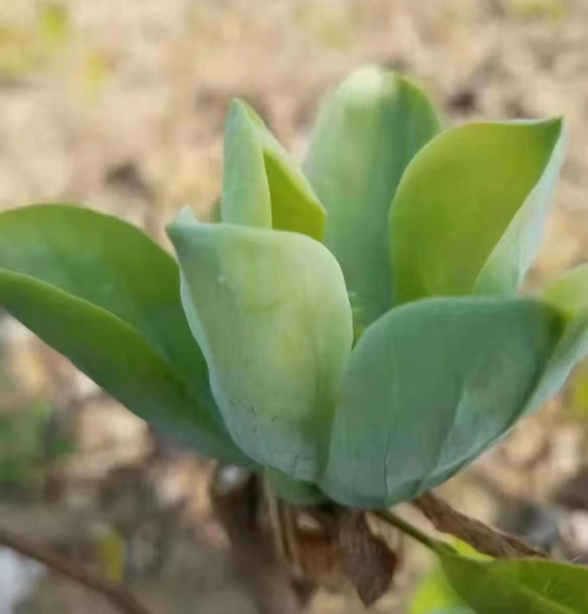 盆栽精品绿宝石玉兰花（清香型）