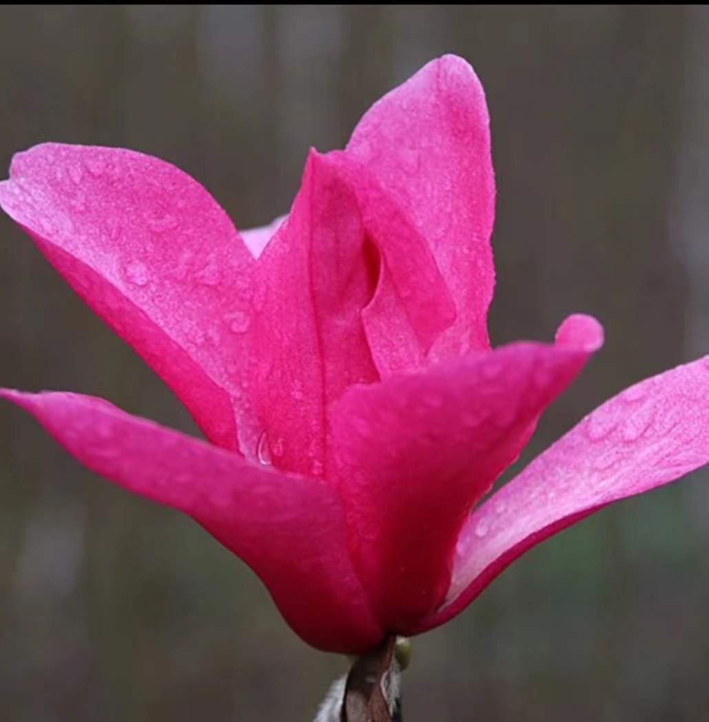 盆栽地栽娇红一号玉兰花（浓香型）