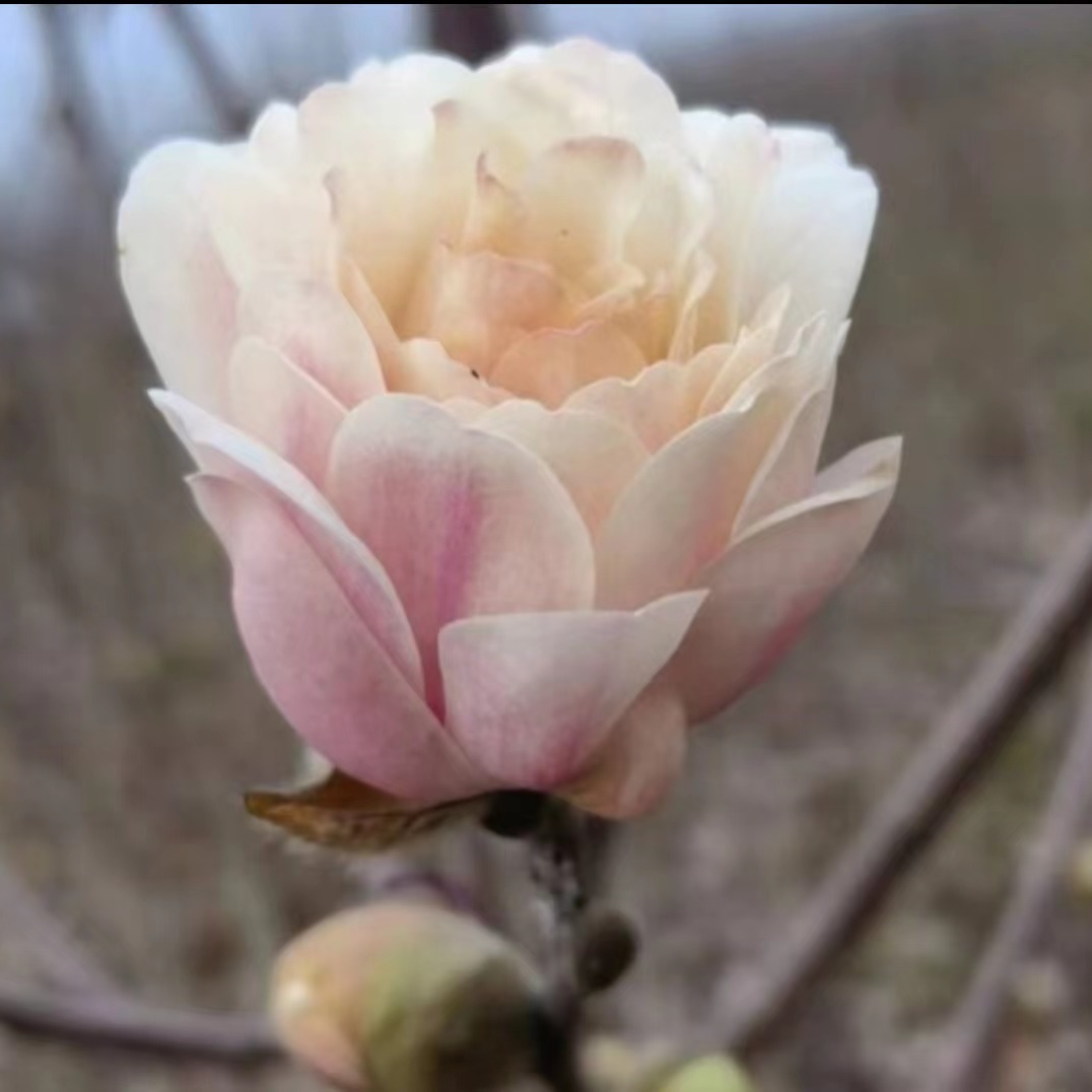 名贵粉姬星花玫瑰玉兰花盆栽地栽（清香型）