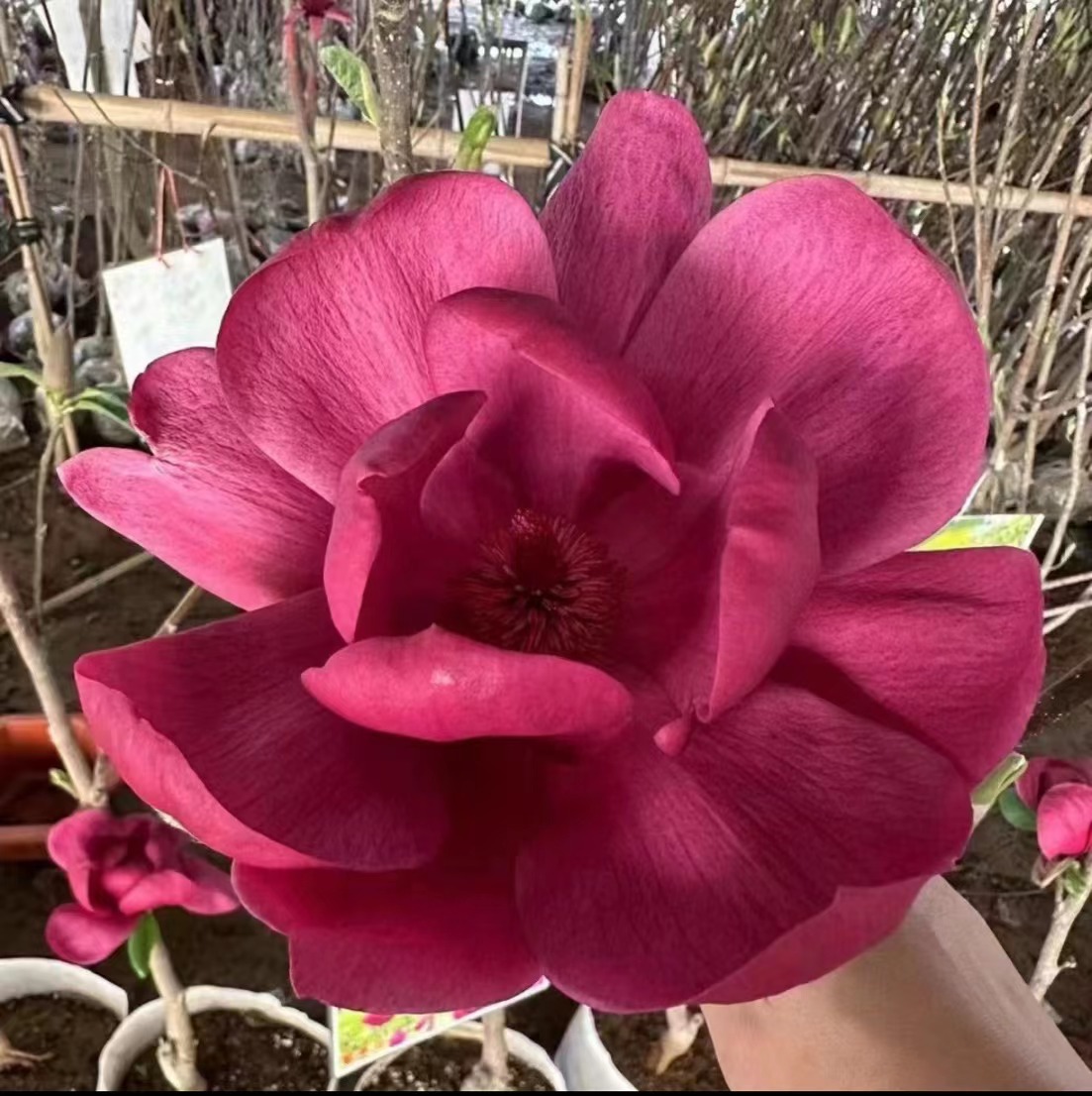 大花紫木兰玉兰花 春夏秋三季开（浓香型）