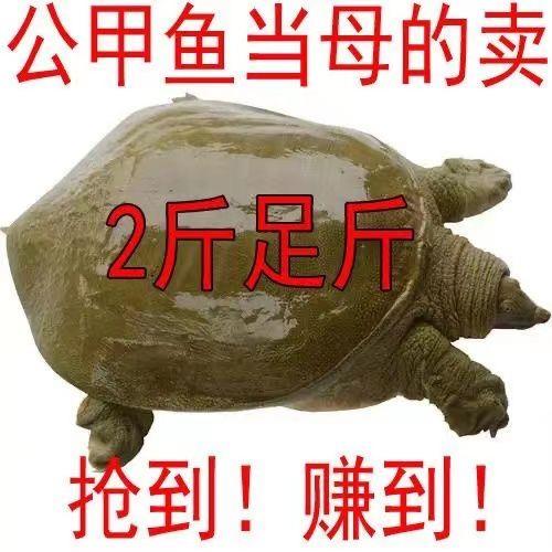【足斤】外塘大甲鱼活体鲜活食用水鱼团鱼王八散养套养垂钓批发包邮