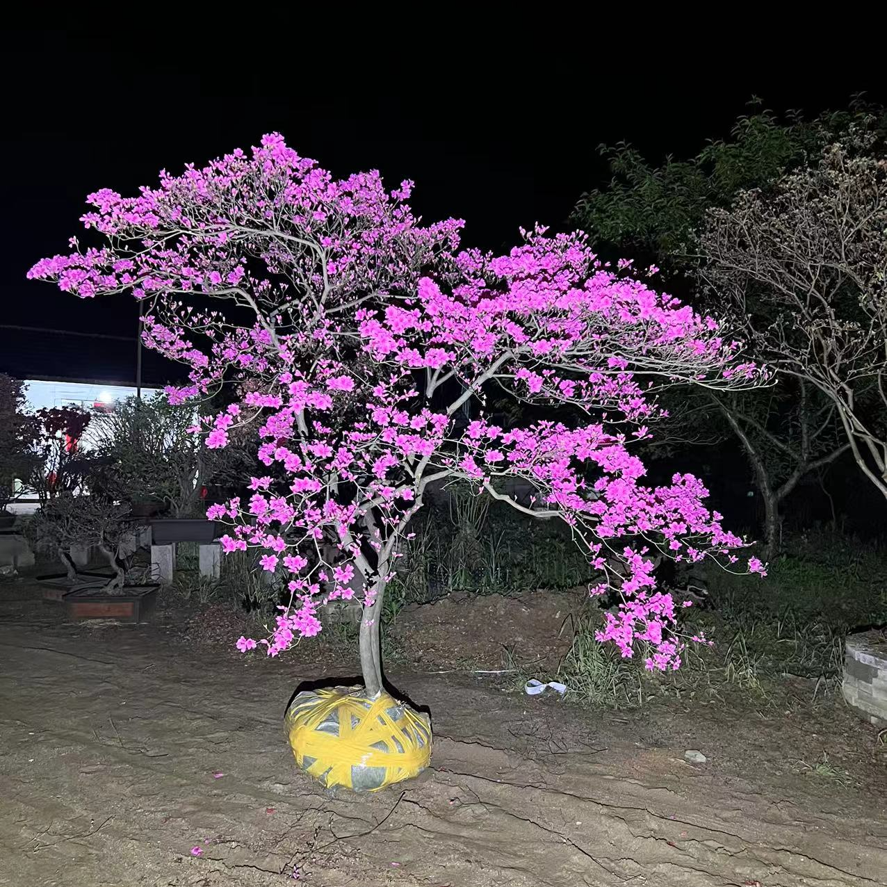 映山红 一物一拍 所见所得 