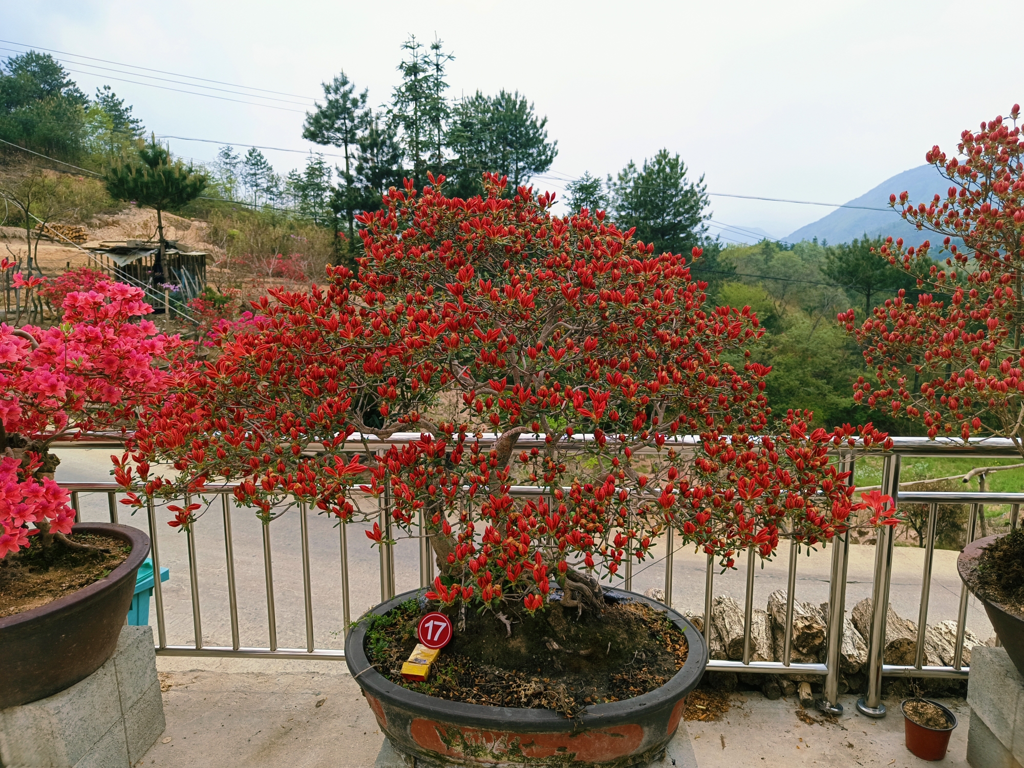大别山映山红花卉，直播间价格链接栾树花