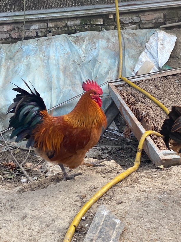 枣园散养淮南草土鸡