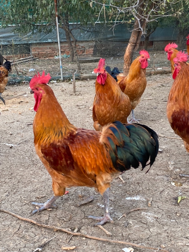 散养土鸡农场直发