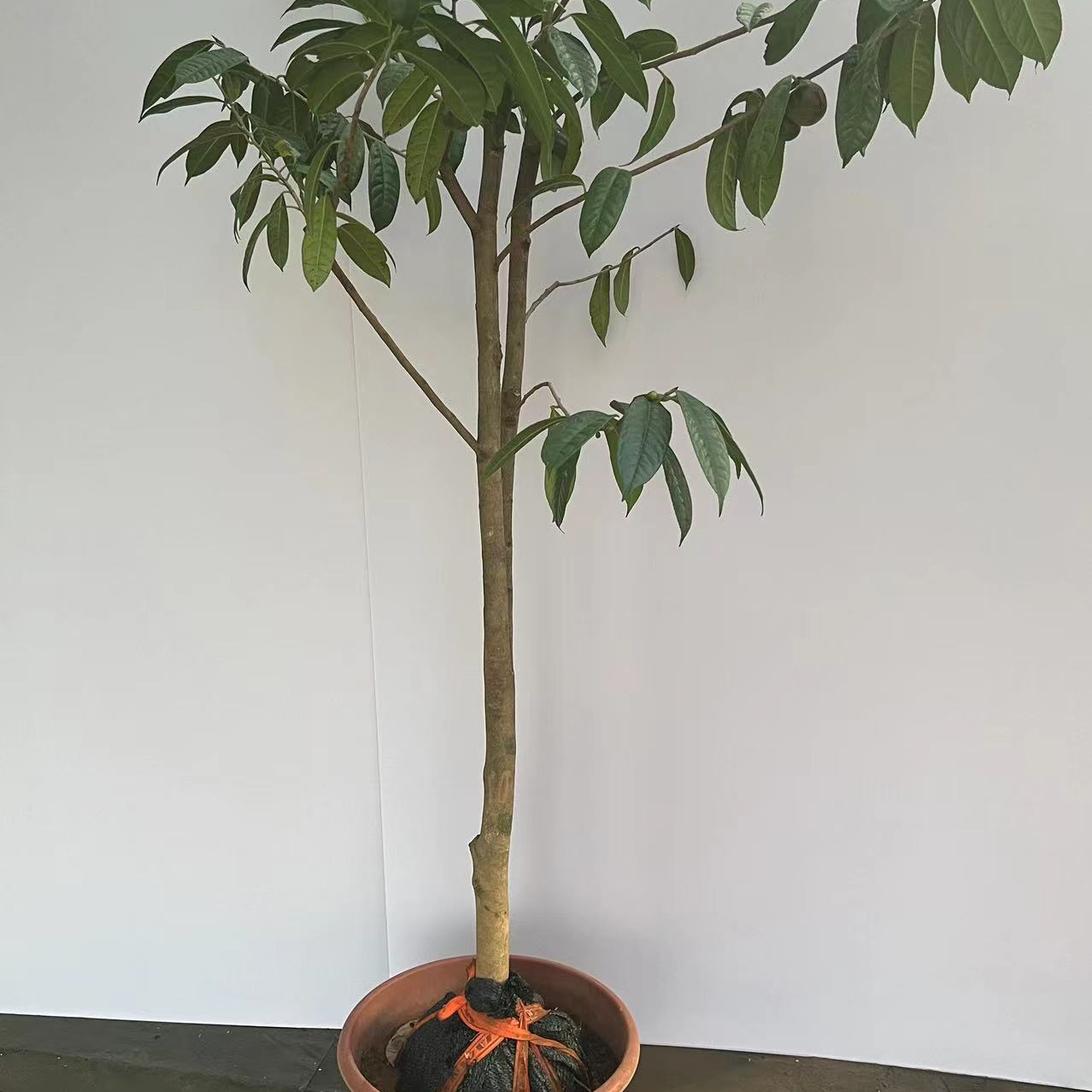 正宗金花茶苗木15年老树