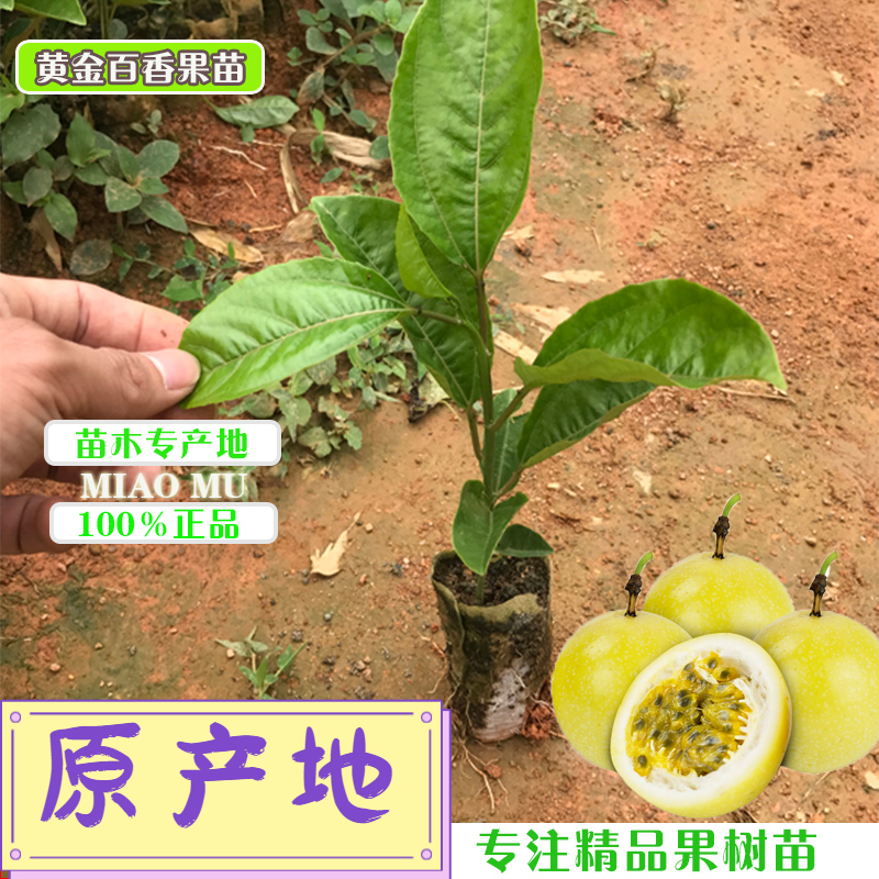 南北方黄金百香果树苗四季结果嫁接苗台农百香果苗阳台庭院盆栽