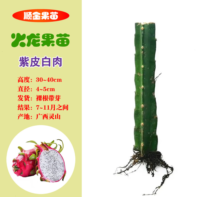 多肉红带根肉火龙果树苗耐寒南北方四季可种阳台盆栽紫心金都一号