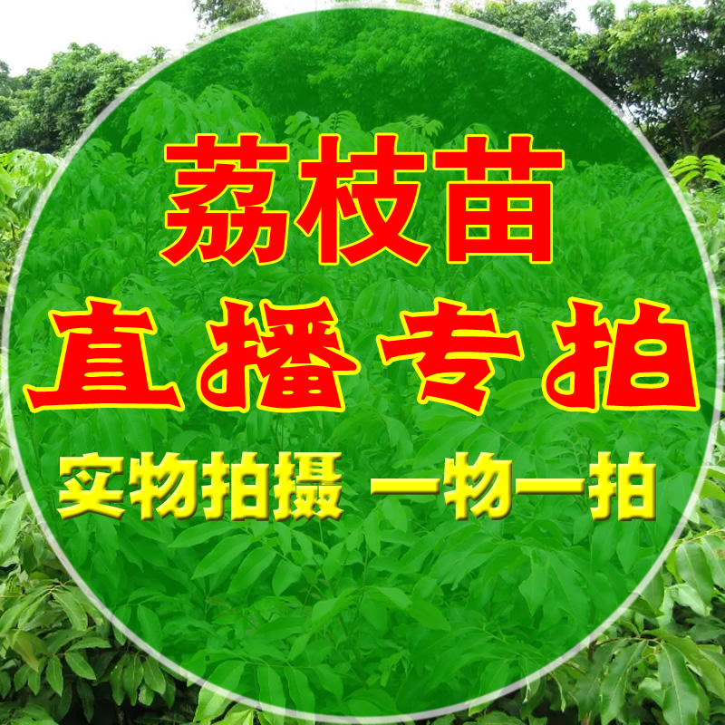 直播间专拍 一物一拍荔枝苗/嘉宝果/龙眼苗等专场大放漏