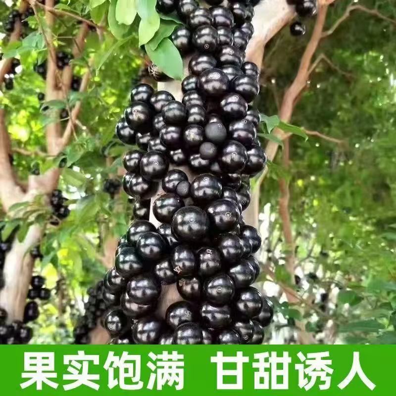 沙巴嘉宝果树苗四季早生红妃艾斯卡树葡萄苗花盆庭院地栽盆栽种植