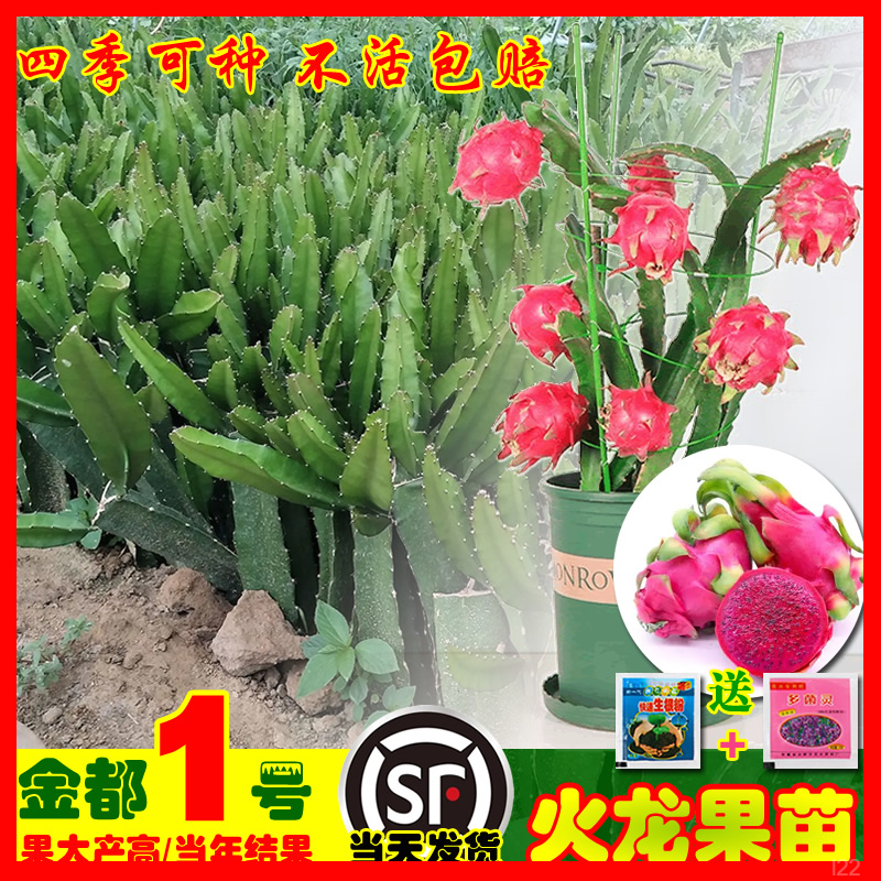 火龙果树苗红肉南北方耐寒四季可种阳台盆栽紫心多肉带根金都一号