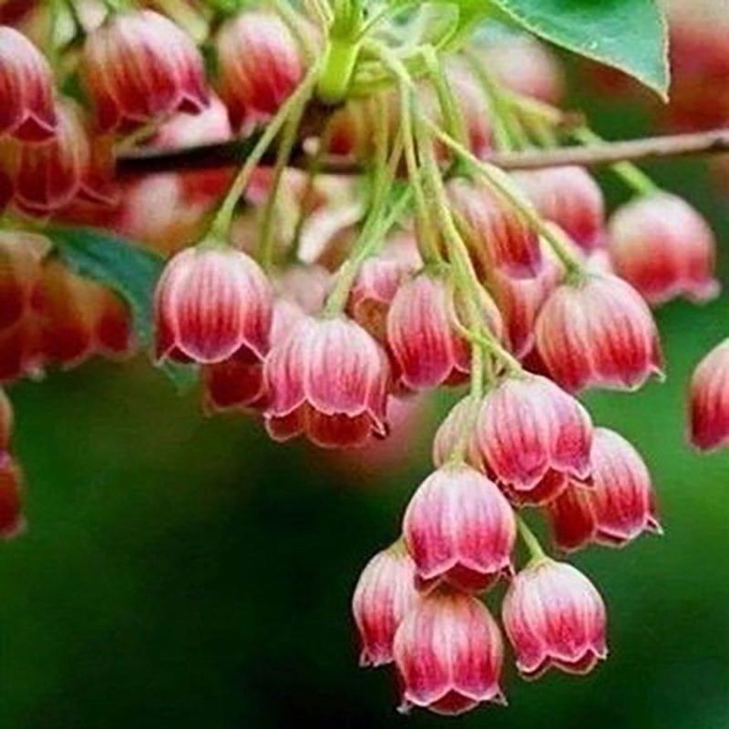 铃兰花苗带芽四季开花不断铃兰种球根系浓香型多年生阳台花卉盆栽