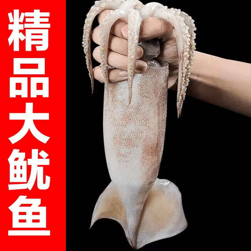 吕四纯野生大鱿鱼鲜嫩爽口脆码头直发