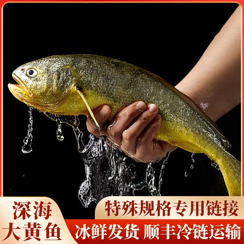 东海吕四纯野生深海捕捞大黄鱼港口直发1-3斤