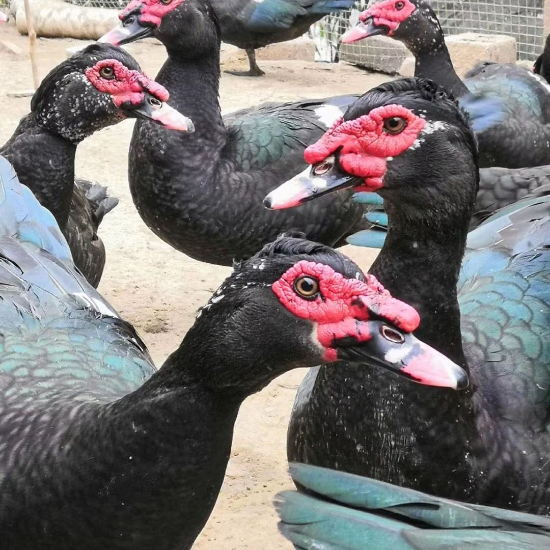 【顺丰冷链】3年老公鸭皮厚有嚼劲老鸭不油藤鸭飞鸭红脸雁毛重8-11