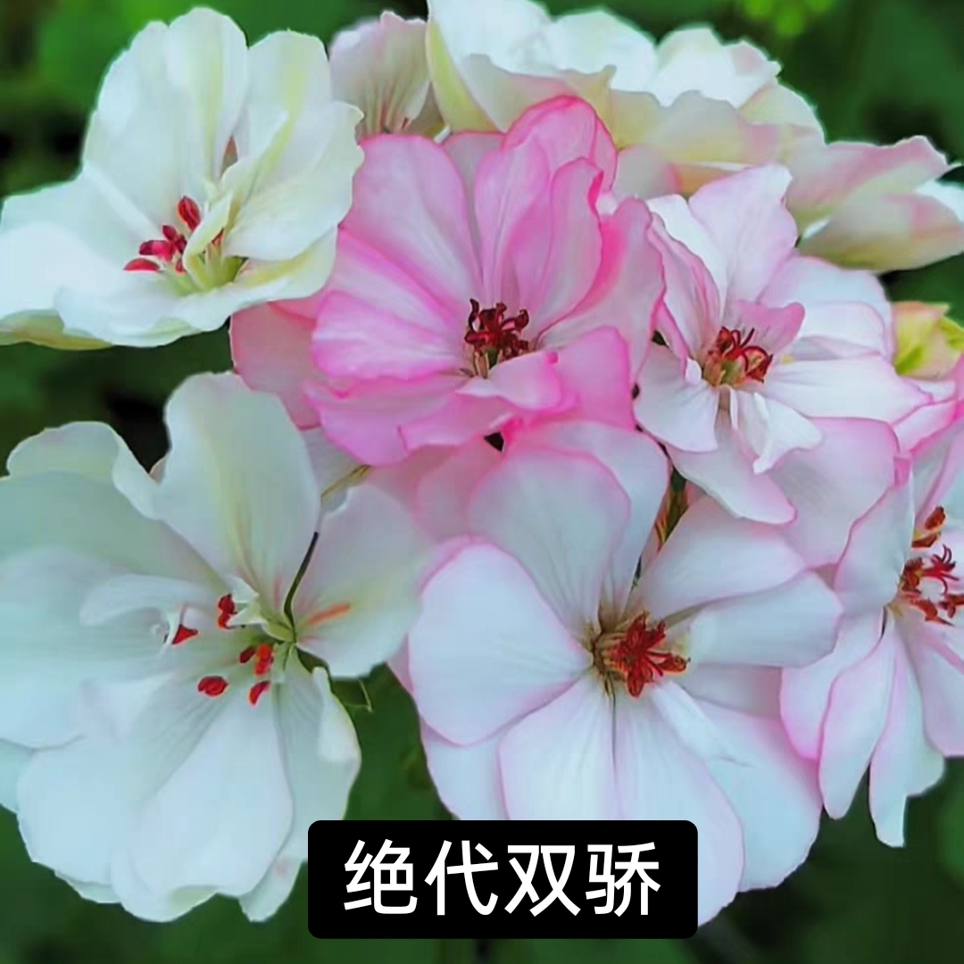 《绝代双骄》直立天竺葵大花球勤花品种终身包对版