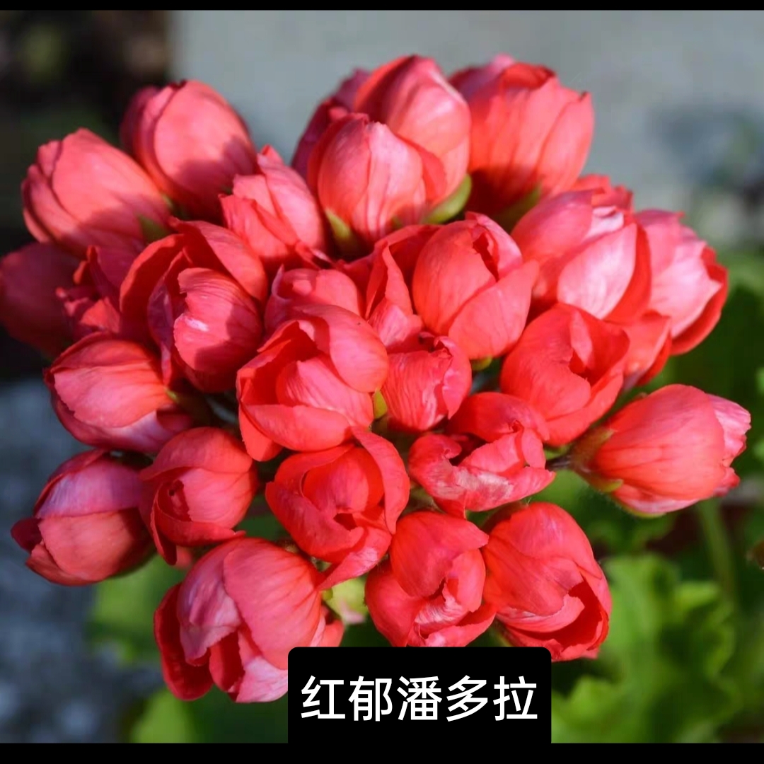 《红郁潘多拉》直立郁金香花型天竺葵不一定带花苞发货终身包对版