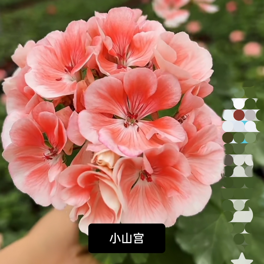 《小山宫》直立超级勤花大花球品种不一定带花苞发货终身包对版