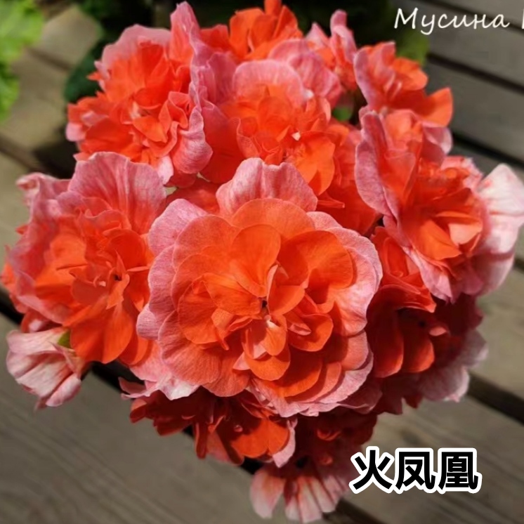 《火凤凰》俄系半兽新品重瓣大花球终身包对版