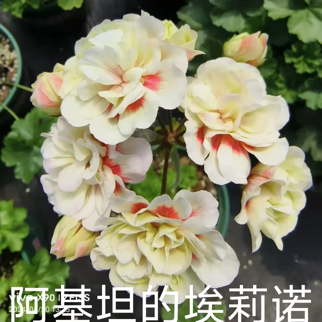 《阿基坦的埃莉诺》俄系半兽重瓣大花球天竺葵终身包对版