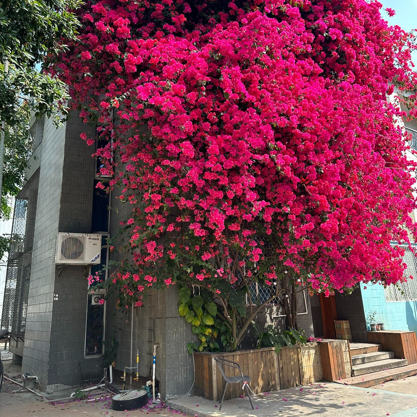 补运费+保温三角梅