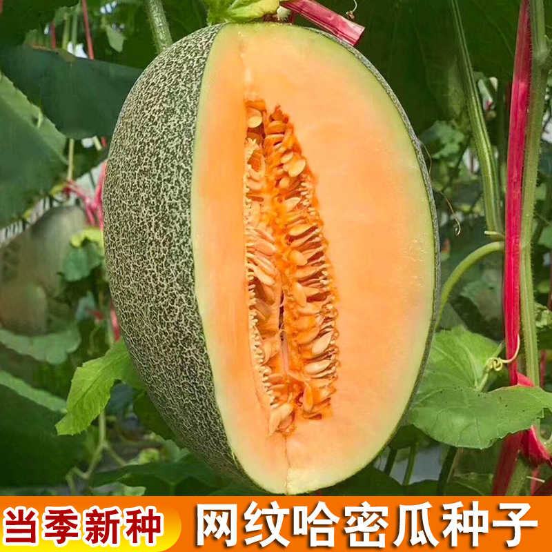 【新疆哈密瓜】【清甜】【全店商品满60包邮】西藏专营