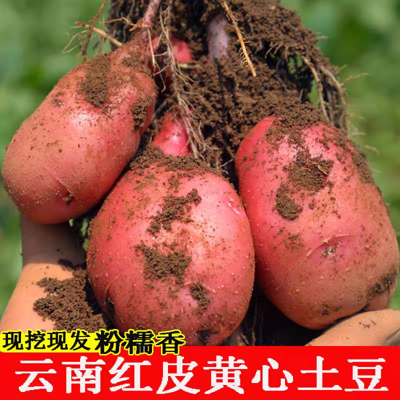 云南高原种植新鲜现挖红皮食用粉糯土豆5/9斤好吃马铃薯美味洋芋