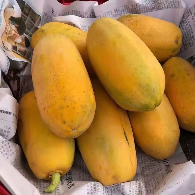 【树上自然熟】正宗广东现摘红心牛奶木瓜 新鲜水果 现摘整箱批发